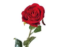 DPI Rose Velvet 61cm