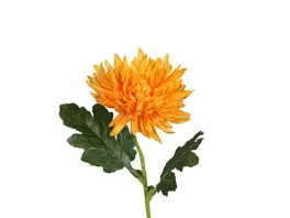 Chrysantheme 45cm