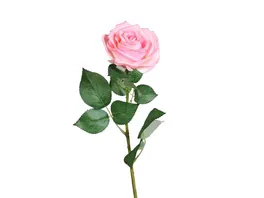 Rose Natural Touch 63cm