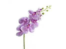 Orchidee Phalaenopsis 83 cm