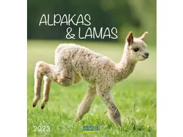 KORSCH Postkartenkalender Alpakas 2023 16x17cm