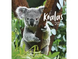 Wandkalender Koalas 2023