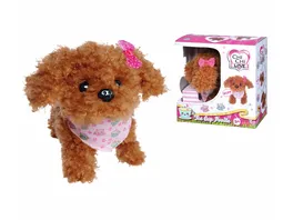 Simba Chi Chi Love Tea Cup Poodle Puppy