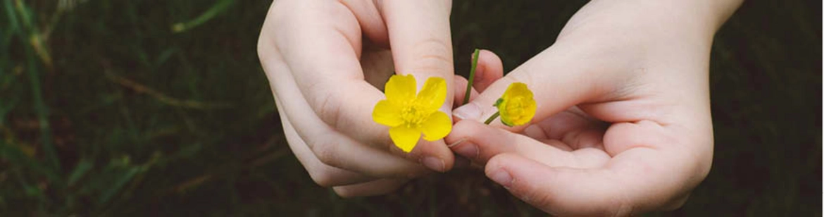 Hand hält gelbe Blüten