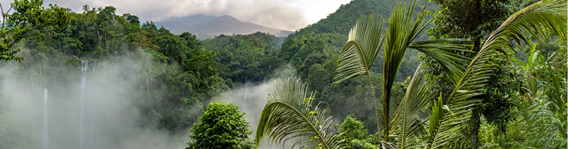 Día de los Bosques tropicales