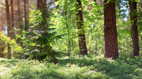 Junger Tannenbaum inmitten eines Waldes