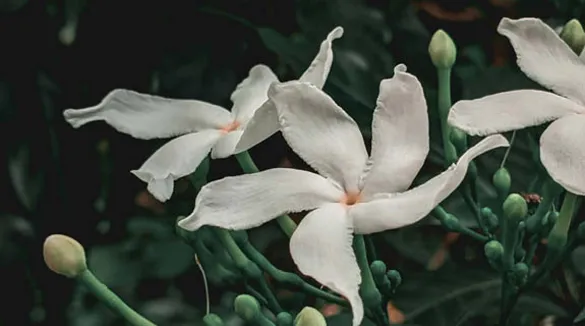 drei-weiße-Jasminblüten-grüne-Zweige-grüner-Hintergrund