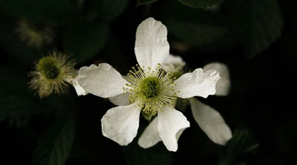 Großaufnahme-weiße-Blüte-dunkler-Hintergrund