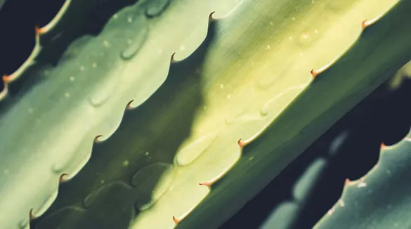 Großaufnahme-Aloe Vera-grün-Stacheln-Lichtreflexion-Schatten