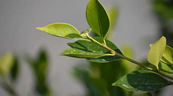Das ätherische Öl wird aus Blättern verschiedener „Teebaum“-Gattungen gewonnen