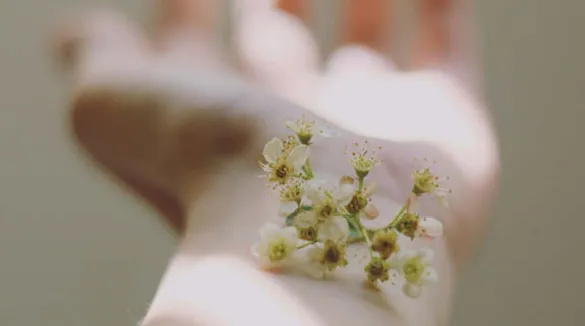 Blüte auf Hand