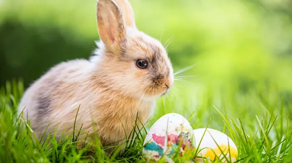 Osterhase mit Ostereiern