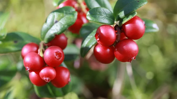 Preiselbeeren am Strauch