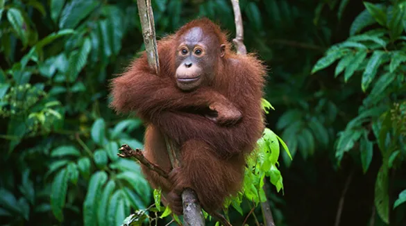 Orang-Utah im Regenwald