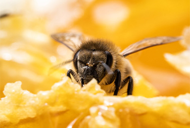 Šolski razred poteka skozi vse leto na potovanju čebel