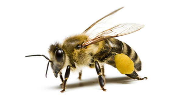 Pomagajmo čebelam, da bodo čebele pomagale nam