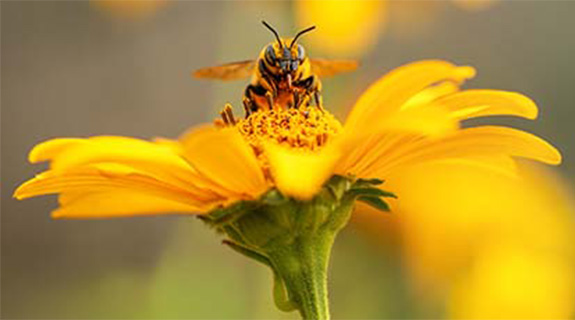 Bienen ein Zuhause schenken